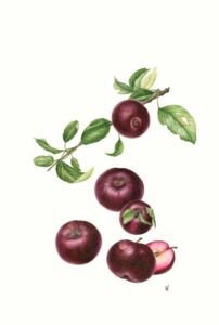 Valeria Iseppi 004 38x56,5